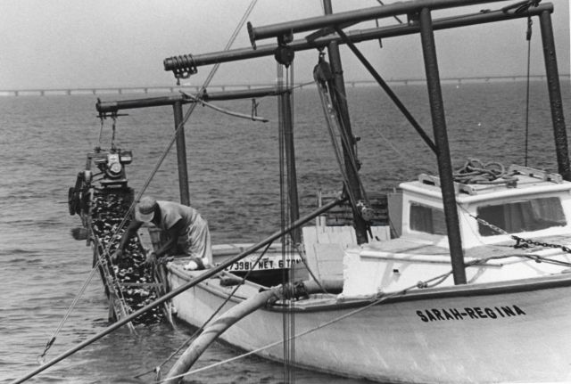 The soft shell clam dredger SARAH REGINA Picture