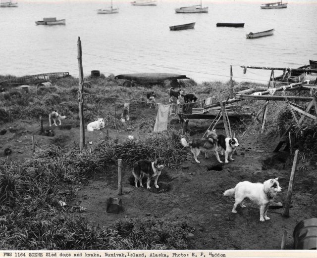 Sled dogs and kayaks. Picture