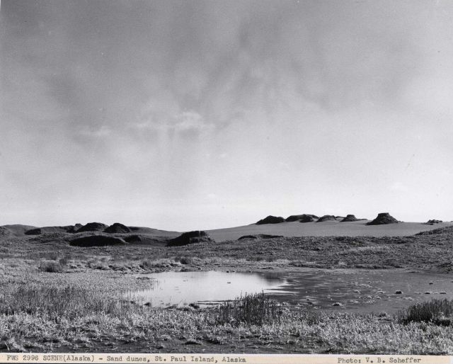 Sand with odd, perhaps volcanic, features protruding. Picture