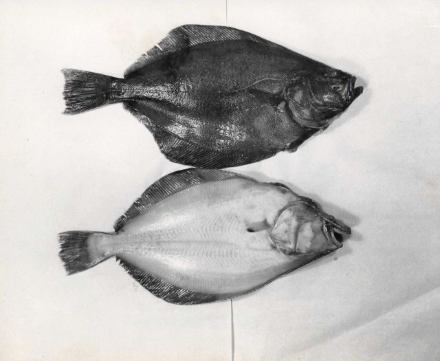 Petrale sole from the Columbia River Picture