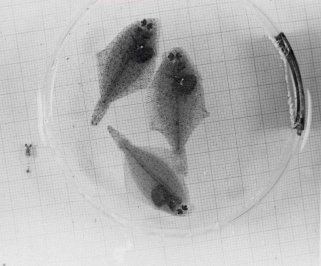 Juvenile yellowfin sole Picture