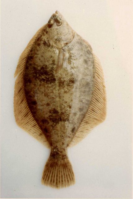 Rock sole Picture