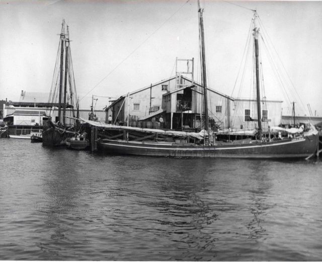 Red snapper smacks (type of boat) at E Picture