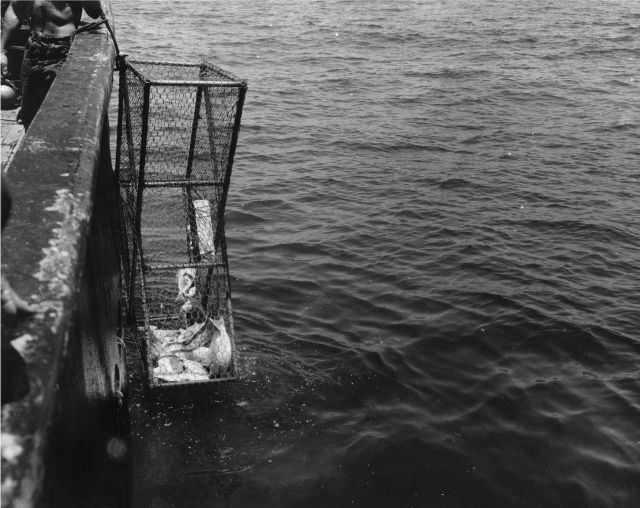 Hauling experimental trap with red snapper aboard Bureau of Commercial Fisheries ship OREGON. Picture