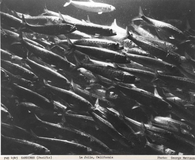 Pacific sardines swimming Picture