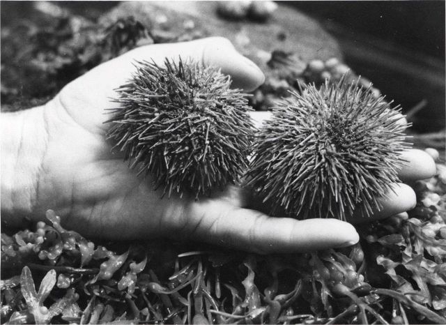 Two green sea urchins (S Picture