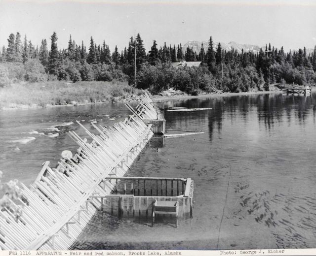Fish weir and red salmon at Brooks Lake Picture