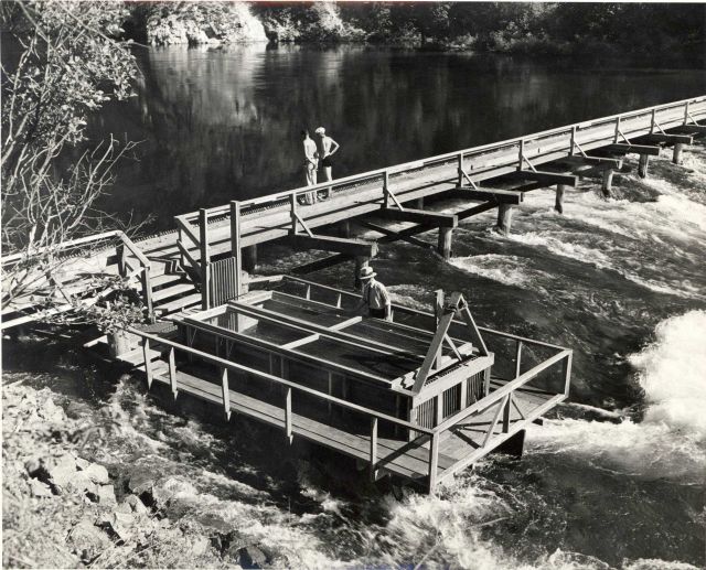 Steelhead trap at the Tumwater weir on the Wenatchee River Picture