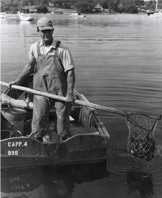 Maine sea urchin fisherman Picture