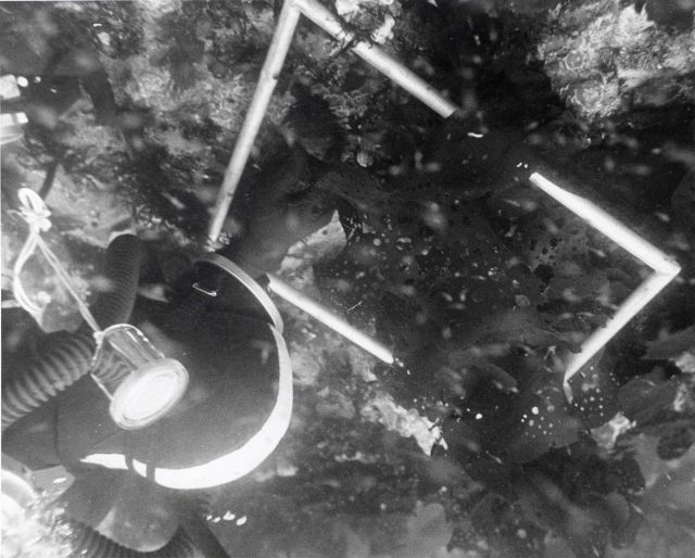 Diver of the BCF Auke Bay Biological Laboratory examining sea plants and animals inside the perimeter of a study plot Picture