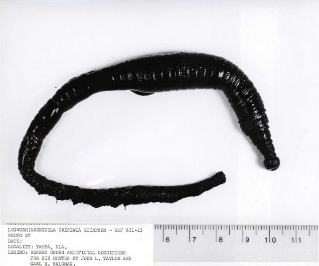 The lugworm (Arenicola cristata) from Tampa Bay reared under artificial conditions for six months. Picture