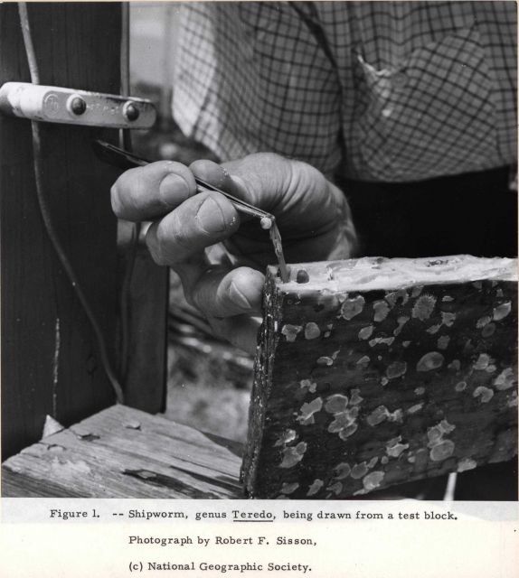 Shipworm, genus Teredo being drawn from a test block. Picture