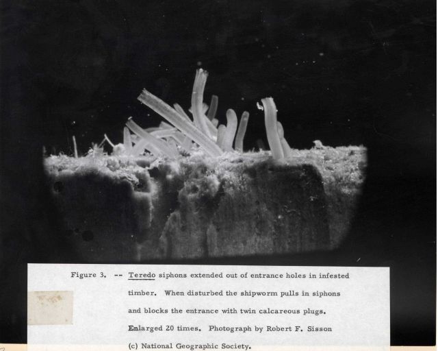 Shipworm, genus Teredo siphons extended out of entrance holes in infested timber Picture