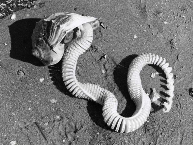 Knobbed whelk laying eggs Picture