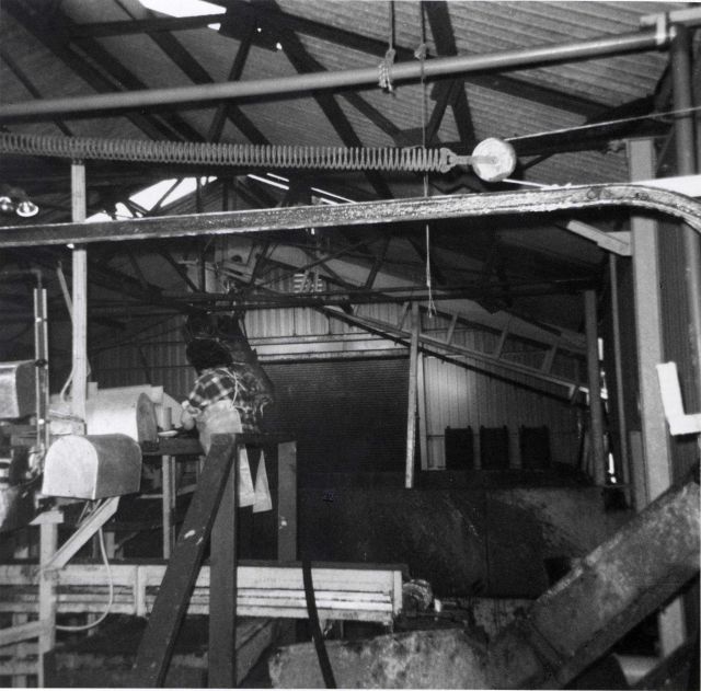 Processing H & B whiting at Ocean Side Fisheries Picture