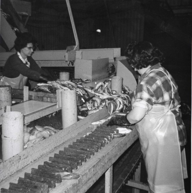 Processing whiting at Ocean Side Fisheries (heads being removed) Picture