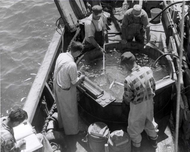 Whiting tagging (probably on ALBATROSS III) Picture