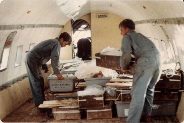 Part of a 10,000 pound load of salmon arriving at Anchorage from Bethel for processing at the Alaskan Frozen Products Plant. Picture