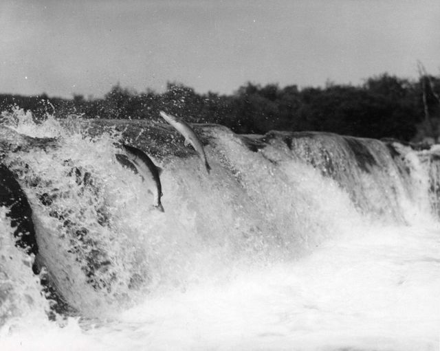 Salmon jumping falls at Brooks Falls Picture