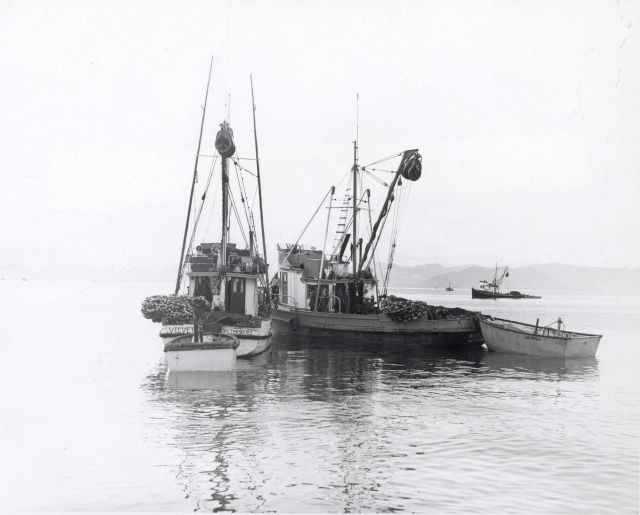 Salmon seiners laying-to, waiting for fish to show. Picture