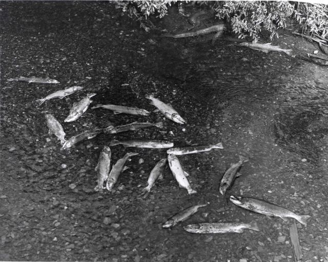 Spawned out sockey salmon drifted on riffle. Picture
