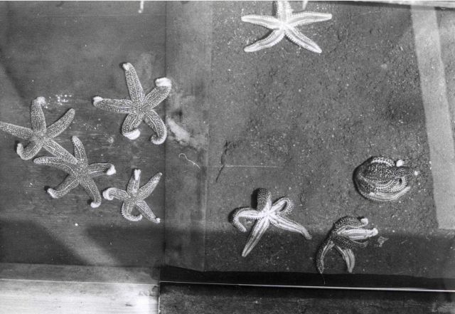 Partiallly disintegrated starfish in an experiment where a chemical affecting them was tested. Picture