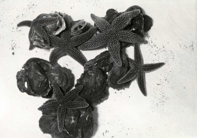 Starfish feeding on young oysters Picture