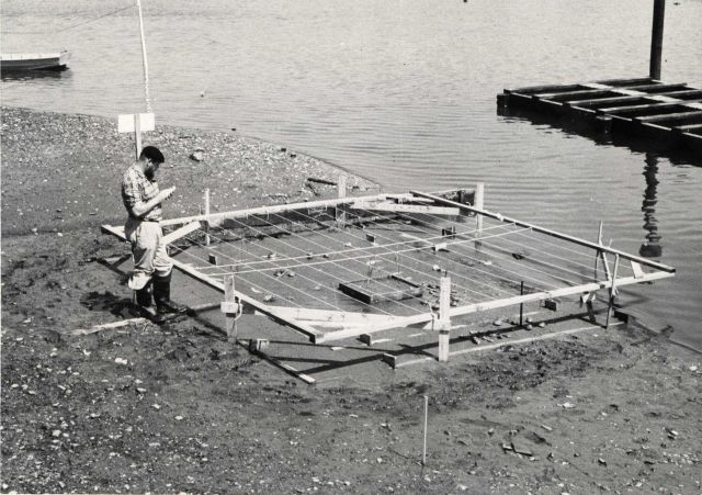 Experimental chemical barrier constructed in intertidal zone in Milford Harbor Strings over the bottom were needed to keep sea gulls away from the ani Picture