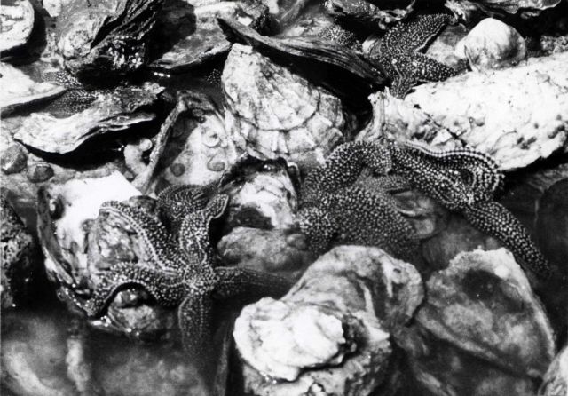 Starfish on a seed oyster bed Picture