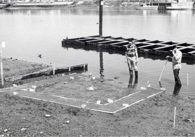 Disintegrated starfish affected by a chemical found to be effective against them . Picture