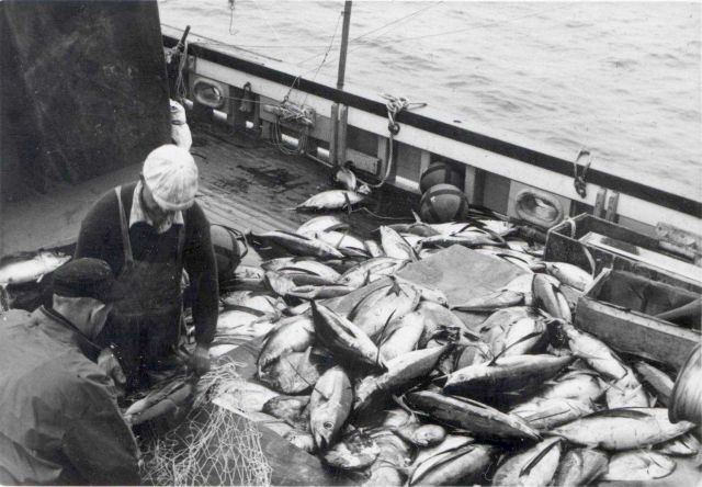 Albacore tuna taken by gillnet aboard the FWS vessel JOHN N Picture