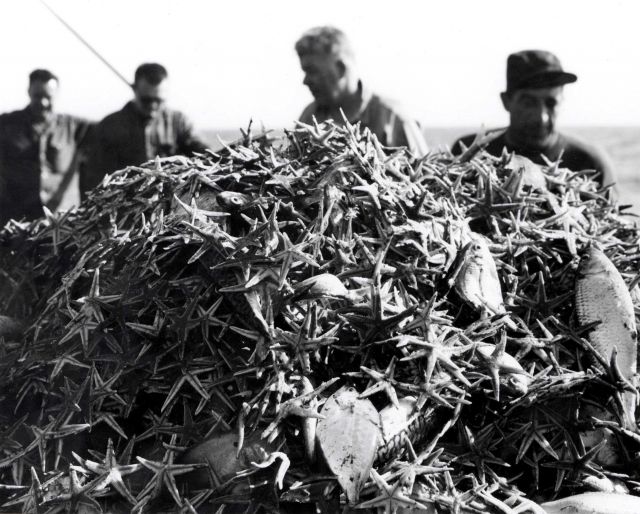 Starfish dominate trawl from ALBATROSS IV Picture