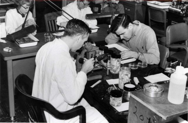 Scientists sorting bottom-dwelling creatures at the Woods Hole BCF Biological Laboratory. Picture