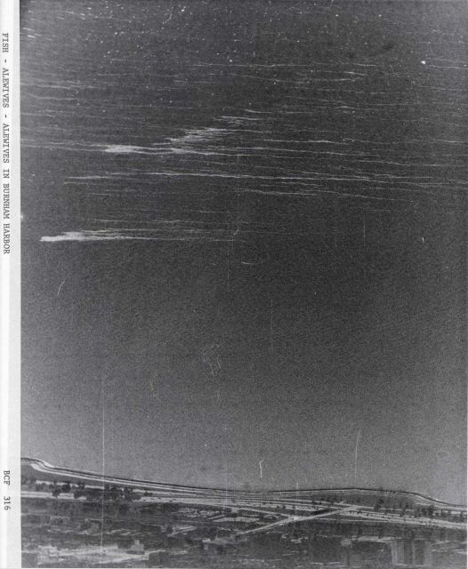 White streaks are dead alewives on Lake Michigan, part of the great die-off of June, 1967. Picture