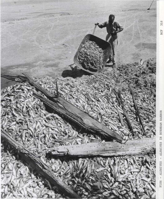 Cleaning dead alewife off Chicago shoreline following great die-off of June, 1967. Picture