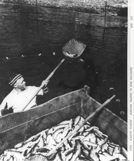Alewife fishing - Alewives trapped in wire enclosure in a pond in the brook and are dipped into the unloading box as needed Picture