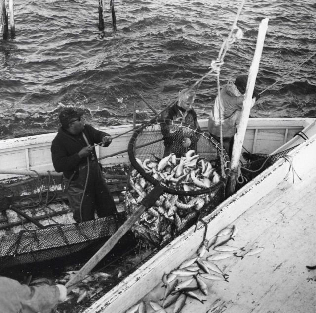 Alewife fishing - Brailing fish into hold of F/V MUNDY POINT Picture