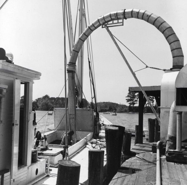 Alewife fishing - Air suction hose for unloading alewives from boats at Picture