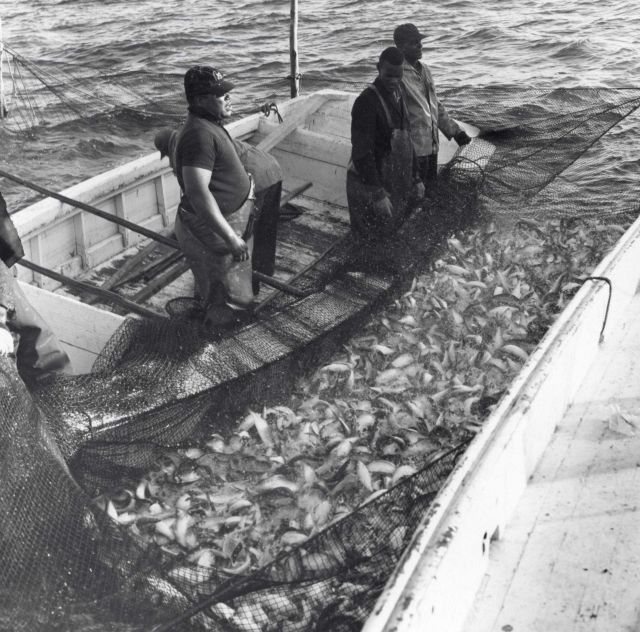 Alewife fishing - Ready to brail fish from pound net into hold of F/V MUNDY POINT Picture