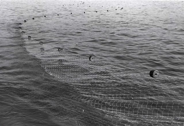 Shad research - Drift gill net for shad Picture