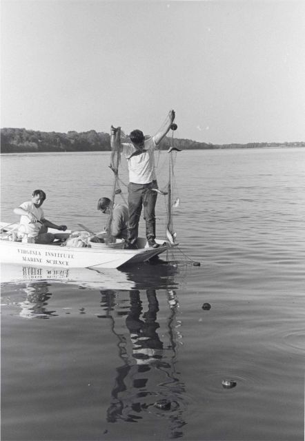 Alewife research - Catch of alewives caught in drift gill net Picture