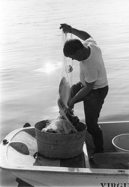 Shad research - James A Picture