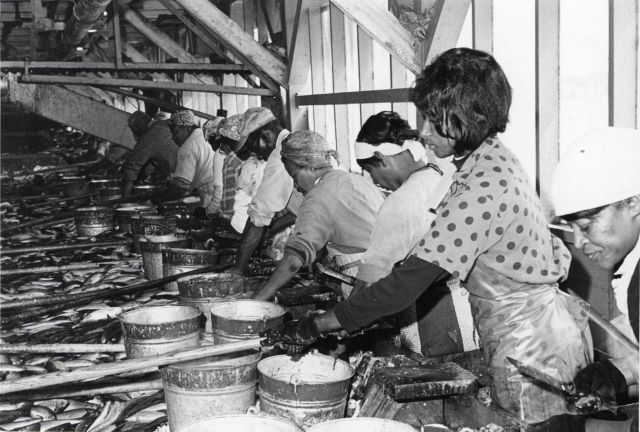 Alewife canning - Dressing alewives by removing head and offal, which are sent to reduction plant Picture