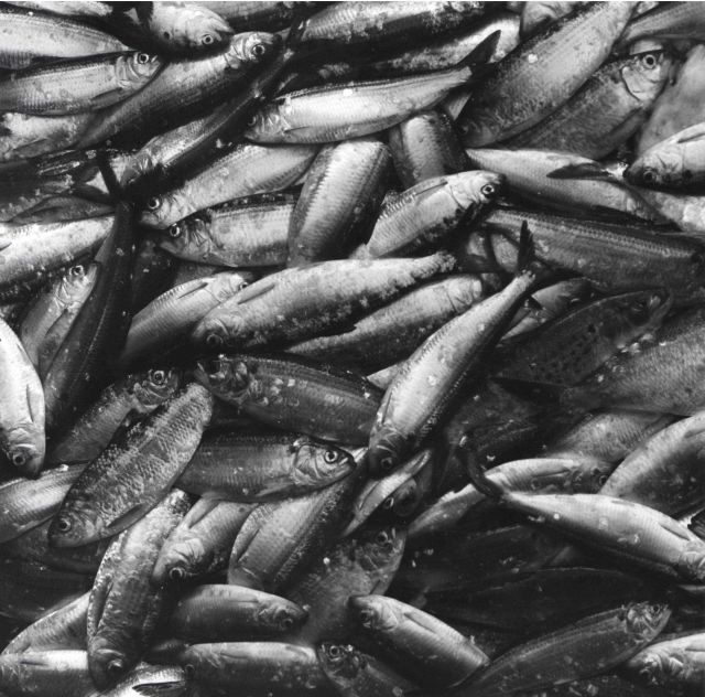 Alewife fishing - Alewives in hold of F/V MUNDY POINT Picture
