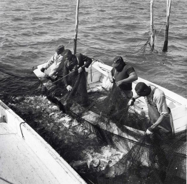 Alewife fishing - Crew in skiff pulling pocket of pound net to compact fish. Picture