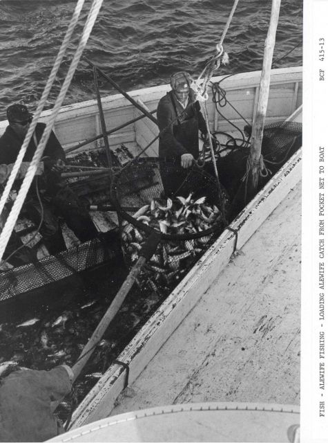 Alewife fishing - Loading alewife catch from pocket net to boat Picture