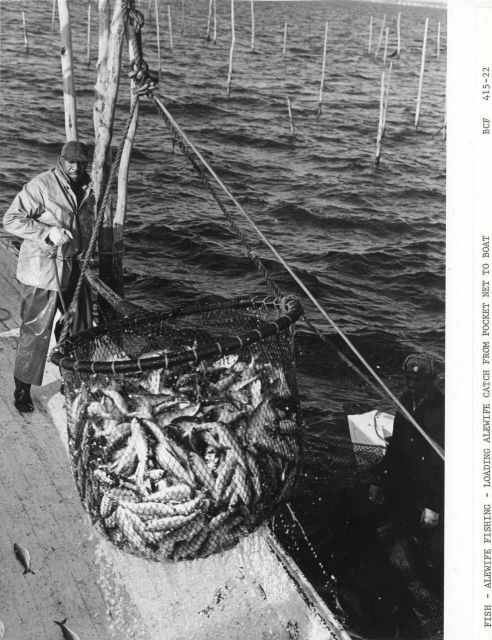 Alewife fishing - Loading alewife catch from pocket net onto F/V MUNDY POINT Picture