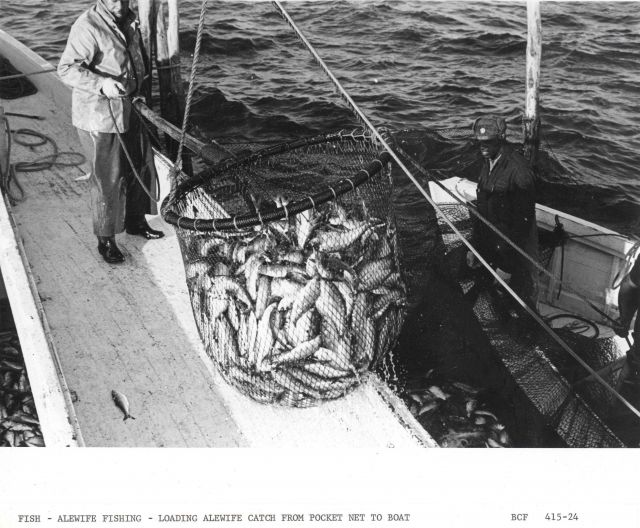 Alewife fishing - Loading alewife catch from pocket net onto F/V MUNDY POINT Picture