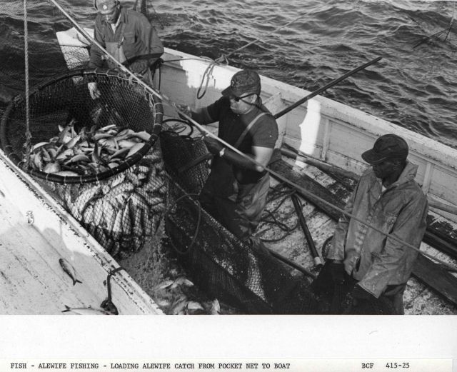 Alewife fishing - Loading alewife catch from pocket net onto F/V MUNDY POINT Picture