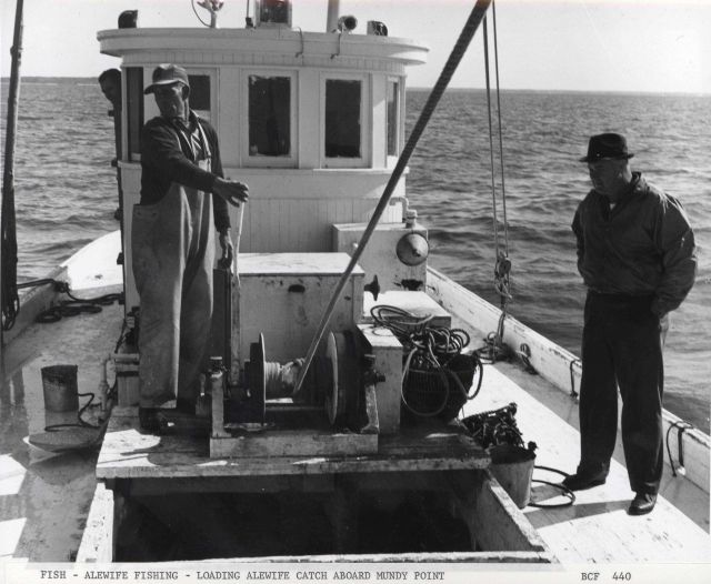 Alewife fishing - Loading alewife catch aboard F/V MUNDY POINT Picture